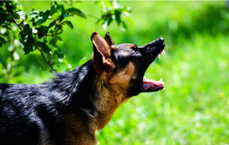 一只對著快遞員狂吠的德牧 一只對著快遞員狂吠的德牧